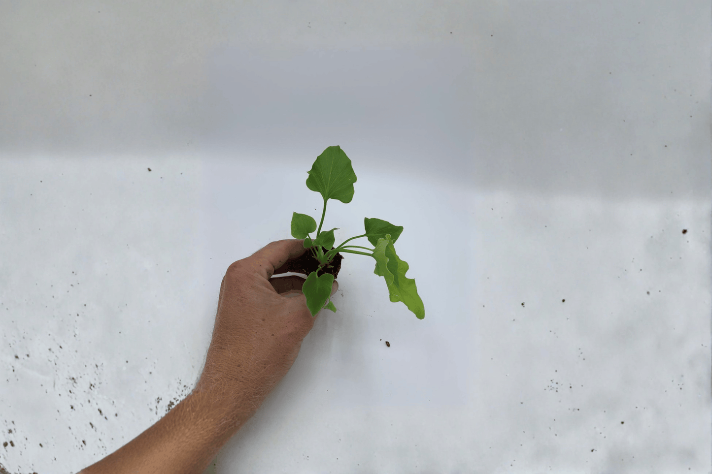 Philodendron Hope 2 Live Starter Plants – Thaumatophyllum bipinnatifidum
