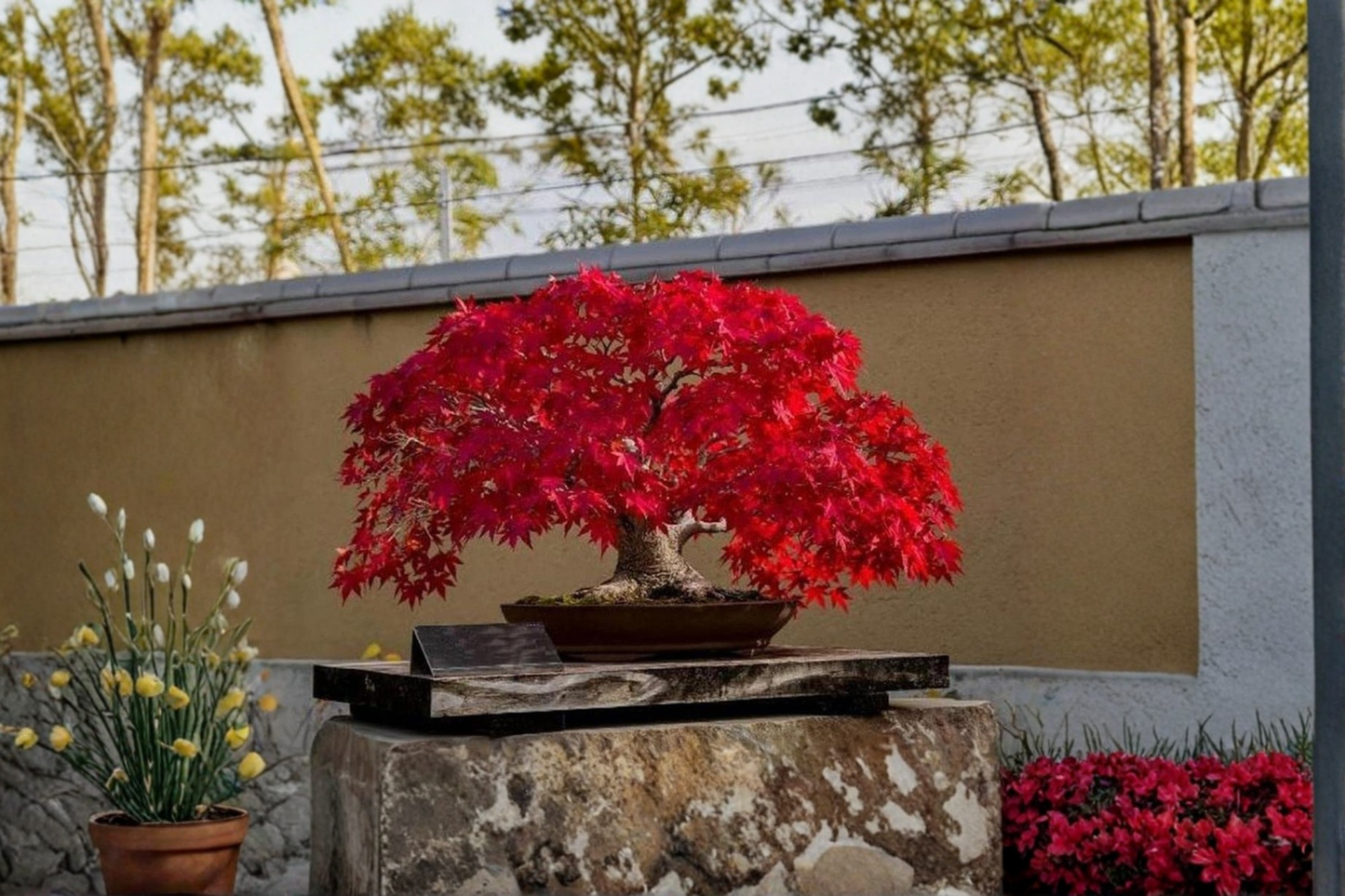 Japanese Red Maple Seeds Rare Bonsai Style Tree 5 Seeds for Indoor Pot and Outdoor Garden Growing