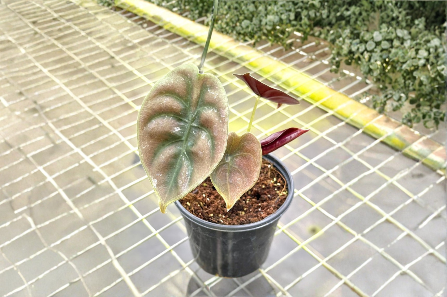 Alocasia Red Secret Live Plant Alocasia Cuprea Rooted Starter Tropical Indoor Elephant Ear Houseplant Gift