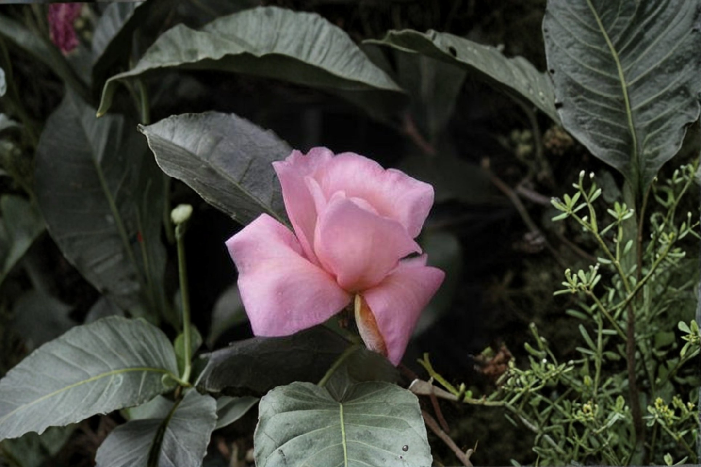 Cold Hardy Camellia ‘Ashton’s Pride’ 3 Gallon – Hybrid Camellia Pink Evergreen Flowering Shrub Zone 6