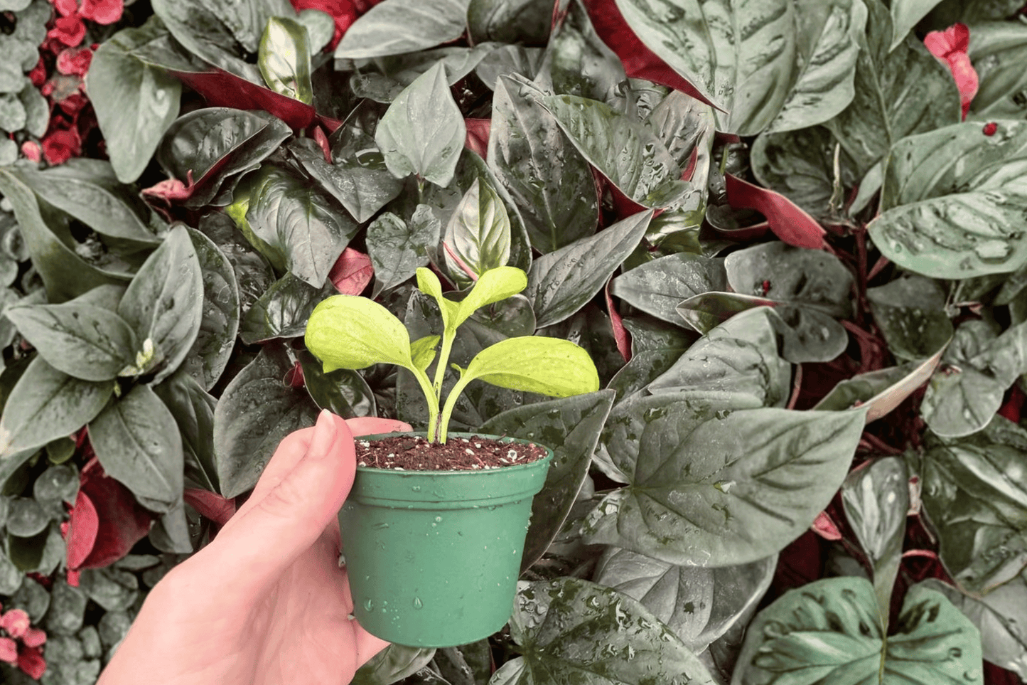 2 Lemon Top Pothos Starter Plants – Bare Root – Epipremnum aureum 'Lemon Top'