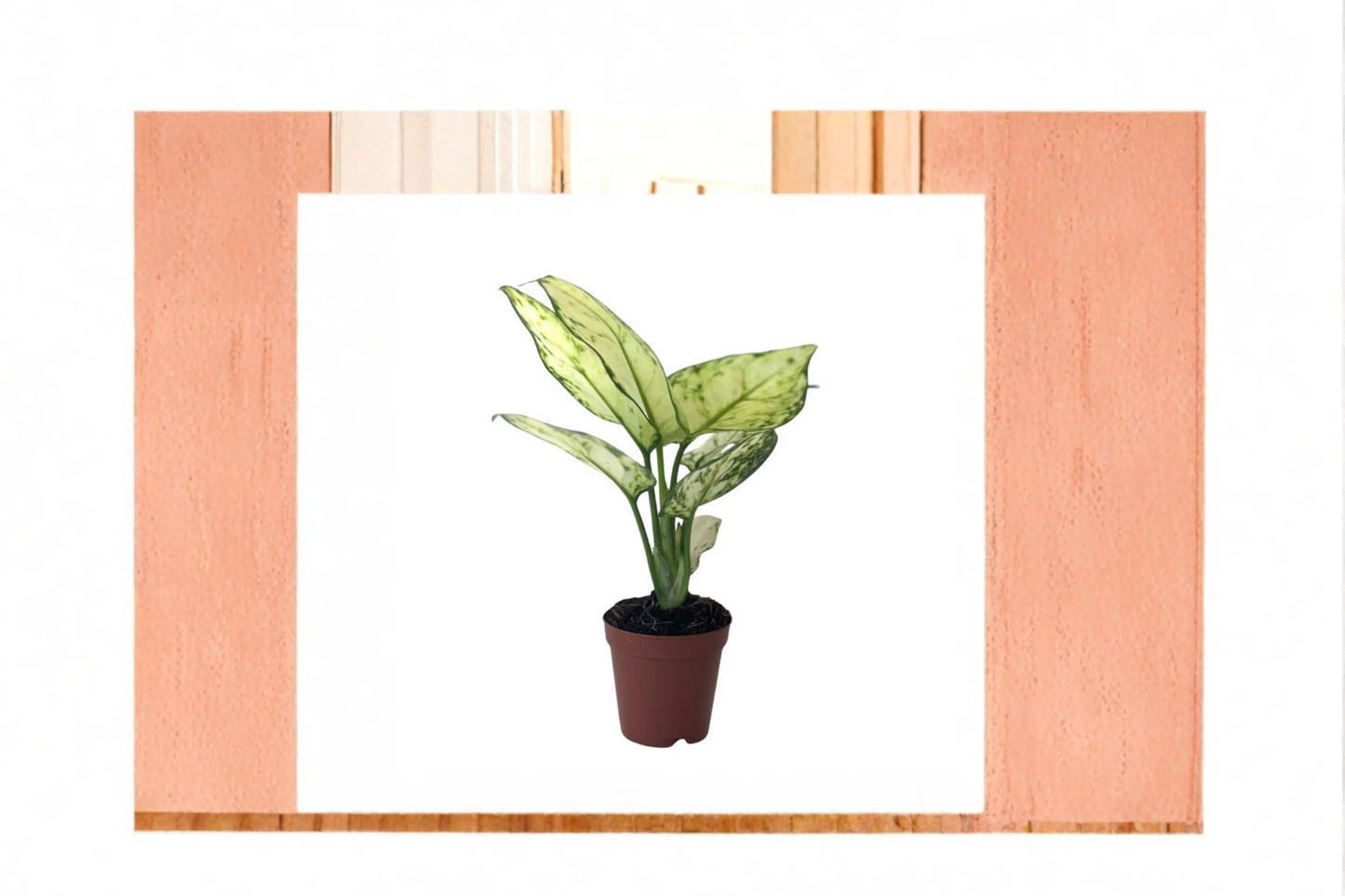 Aglaonema Super White Live Plant White Chinese Evergreen 2 Inch Rooted Indoor Starter Houseplant Gift
