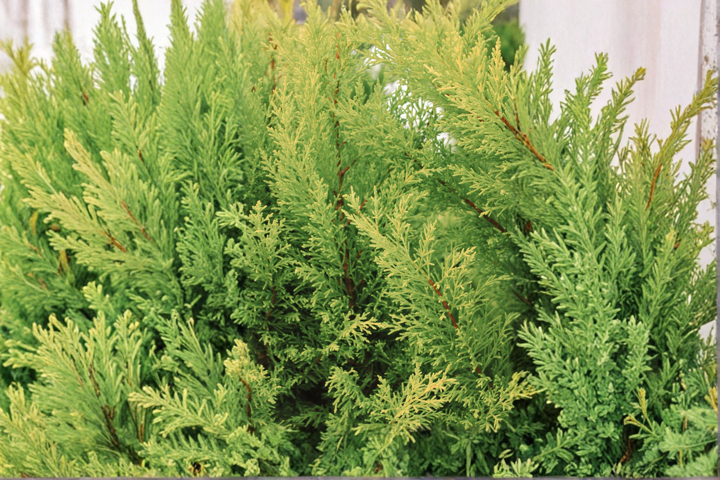 Crippsii Golden Hinoki Cypress Live Plant – 2.5 Quart Pot – Chamaecyparis obtusa 'Crippsii'