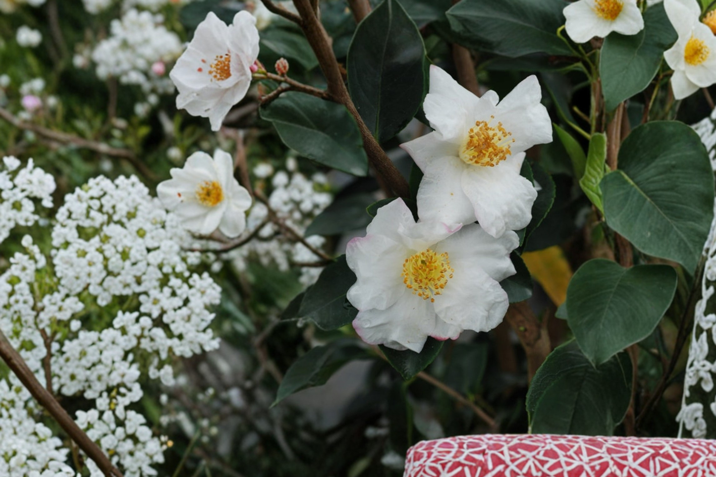 Fall Blooming Camellia ‘Yoi Machi’ 3 Gallon – Camellia sasanqua Pink Evergreen Flowering Shrub