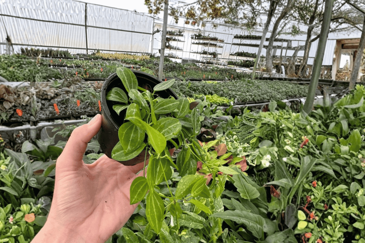 2 Variegated Dischidia 'Melon' Live Starter Plants – 4-Inch Pot Tropical Houseplants