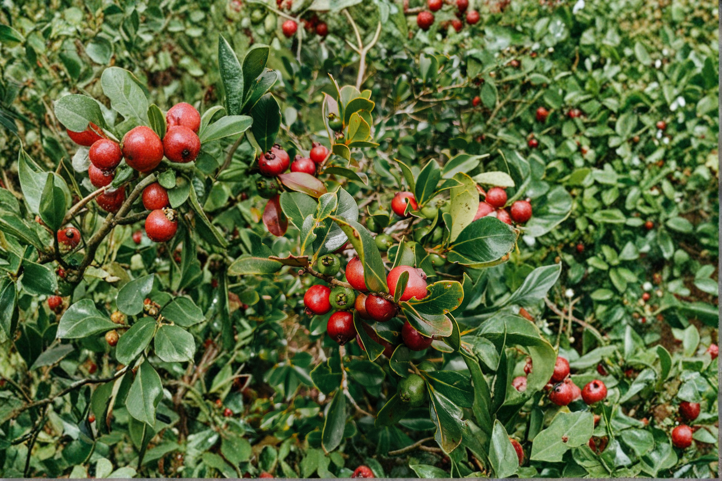 Live Strawberry Guava Plant – Rooted 6–9 Inch Tall Starter – No Pot – Psidium cattleianum