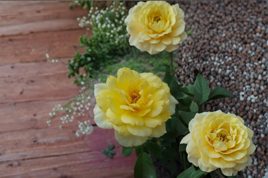 Gold Glow Hybrid Tea Rose Live Plant 3 Gal Yellow Rose Bush, Fragrant Flowering Rose for Garden Outdoor Plant