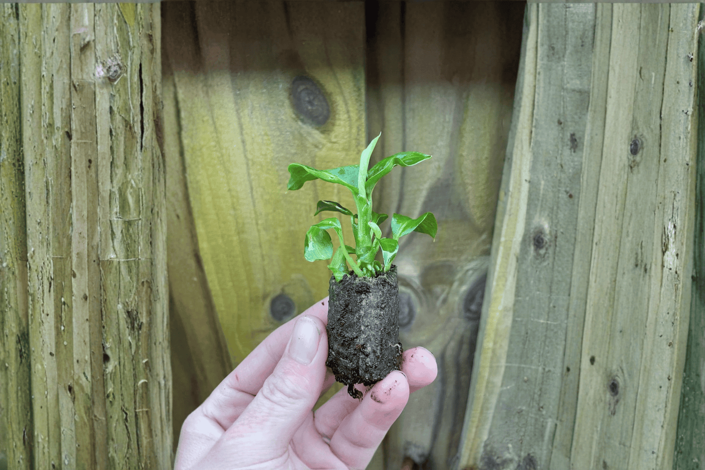 2 Dieffenbachia 'Green Magic' Starter Plants – Bare Root – Dieffenbachia 'Green Magic'