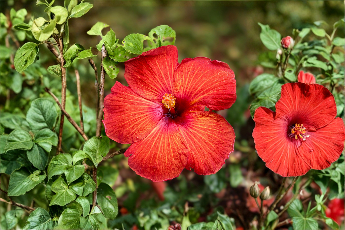 Red Hibiscus Live Tropical Flowering Plant 4 Inch Pot – Hibiscus rosa-sinensis