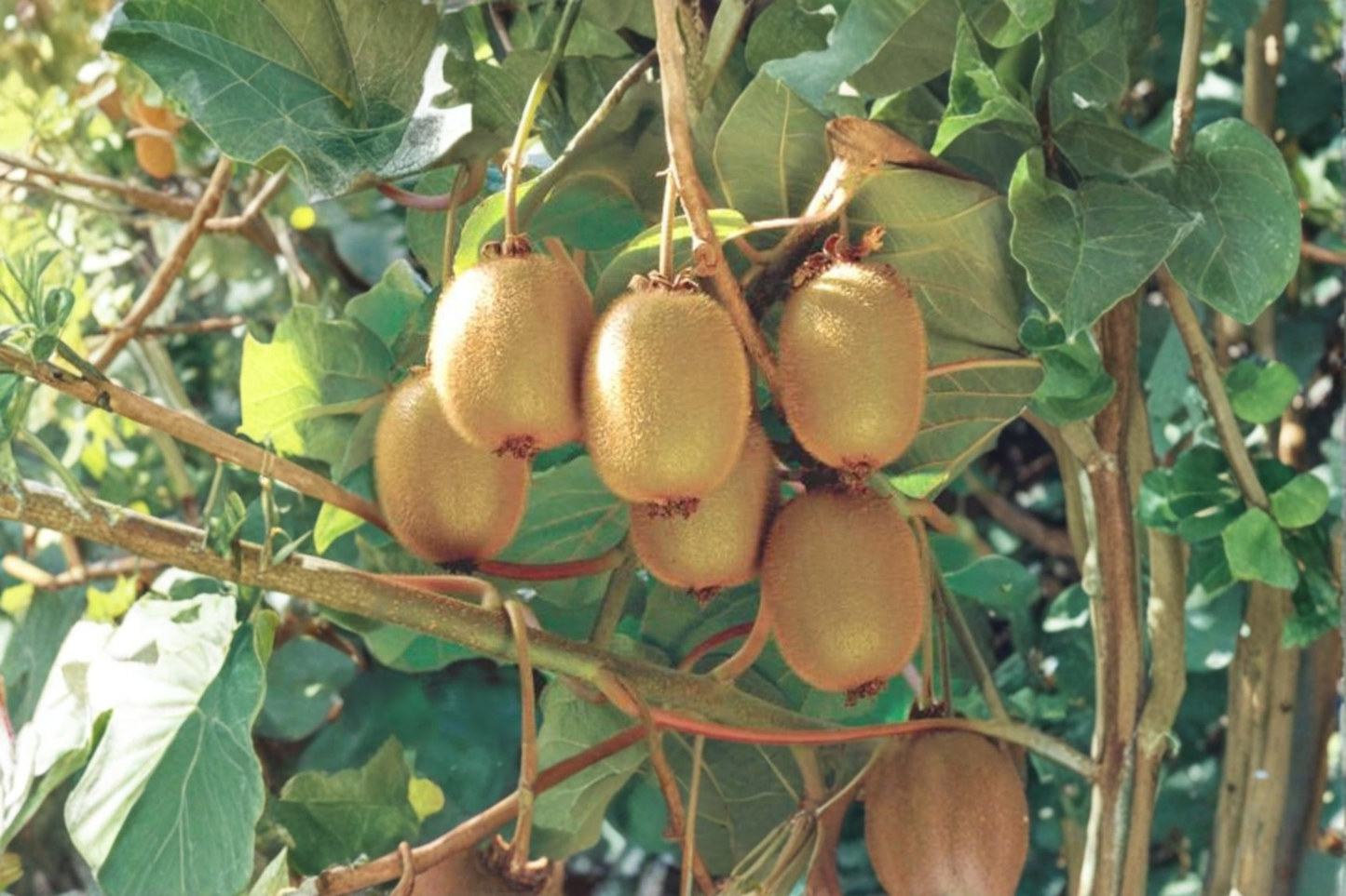 Hayward Female Kiwi Vine Live Plant 1 Gallon Potted Fuzzy Kiwi 3ft Tall Fruit Vine Ready to Grow