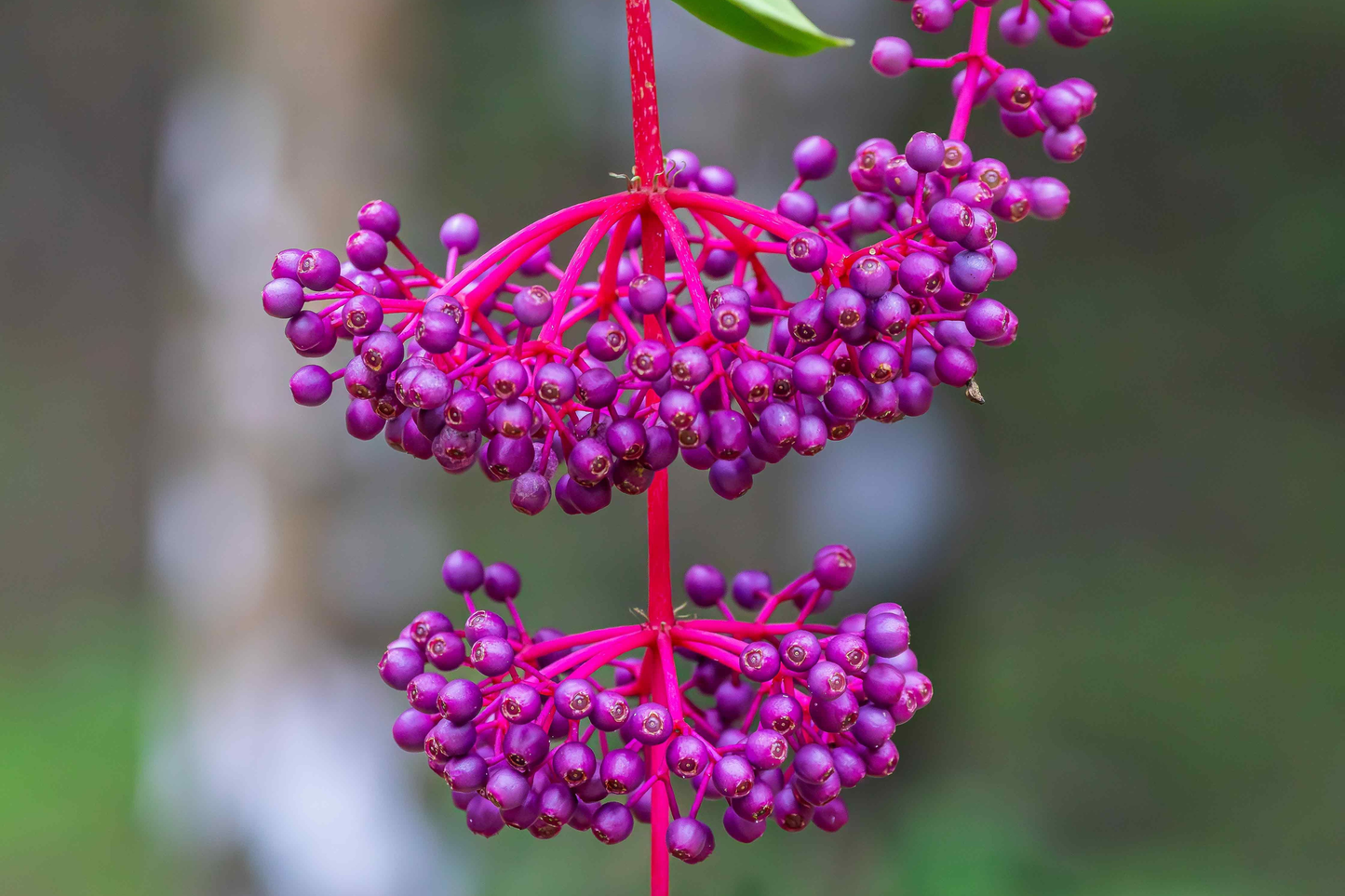 Medinilla myriantha Live Plant – Malaysian Grapes – Flowering Tropical Plant in Pot