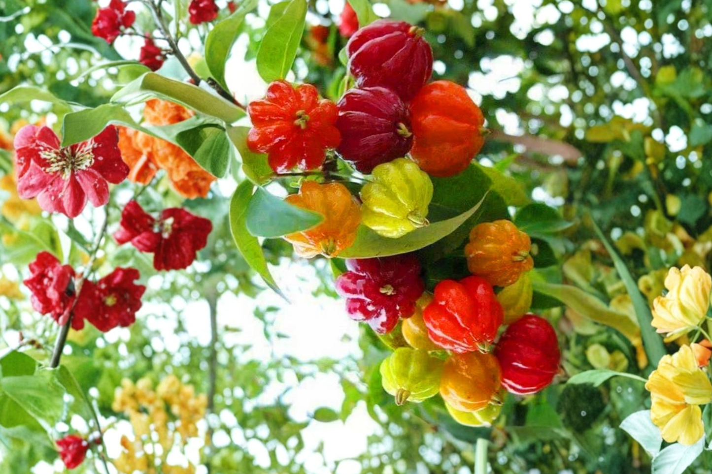 Surinam Cherry Tree Live Plant 2ft Tall Tropical Eugenia Uniflora Fruit Tree Compact Garden No Ship to California