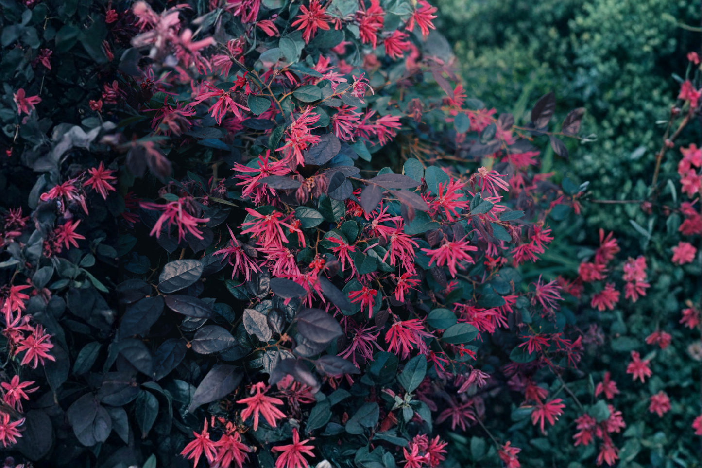 Purple Daydream Loropetalum Live Shrub in 2.5-Quart Pot – Loropetalum chinense