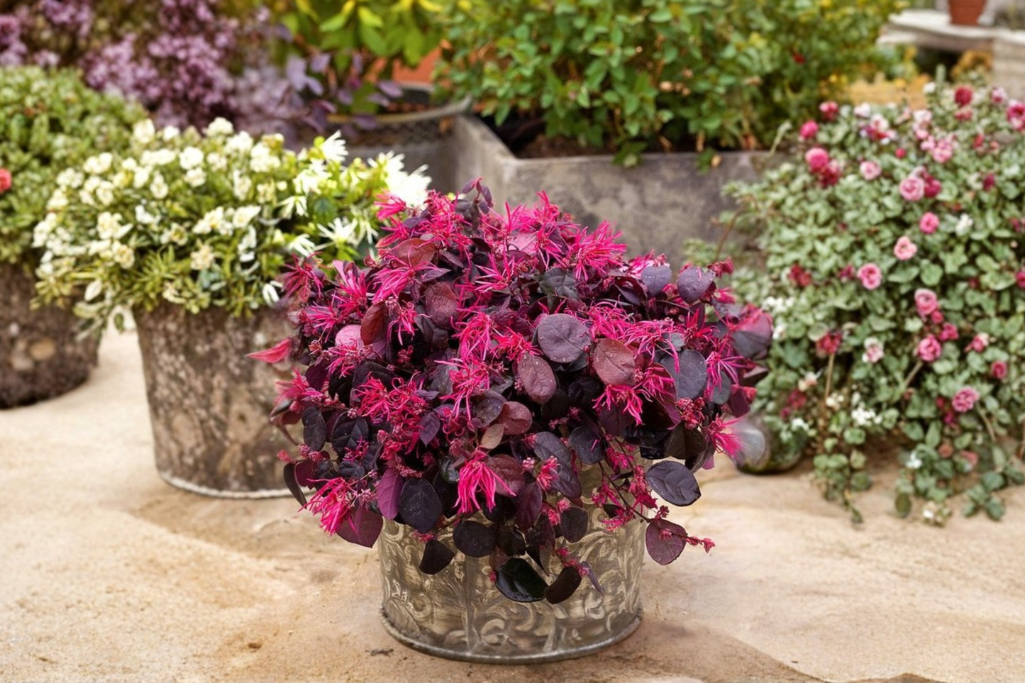 Chinese Fringe Flower Loropetalum Plant 1 Gal Pink Shrub, Flowering Bush for Garden Landscape Borders