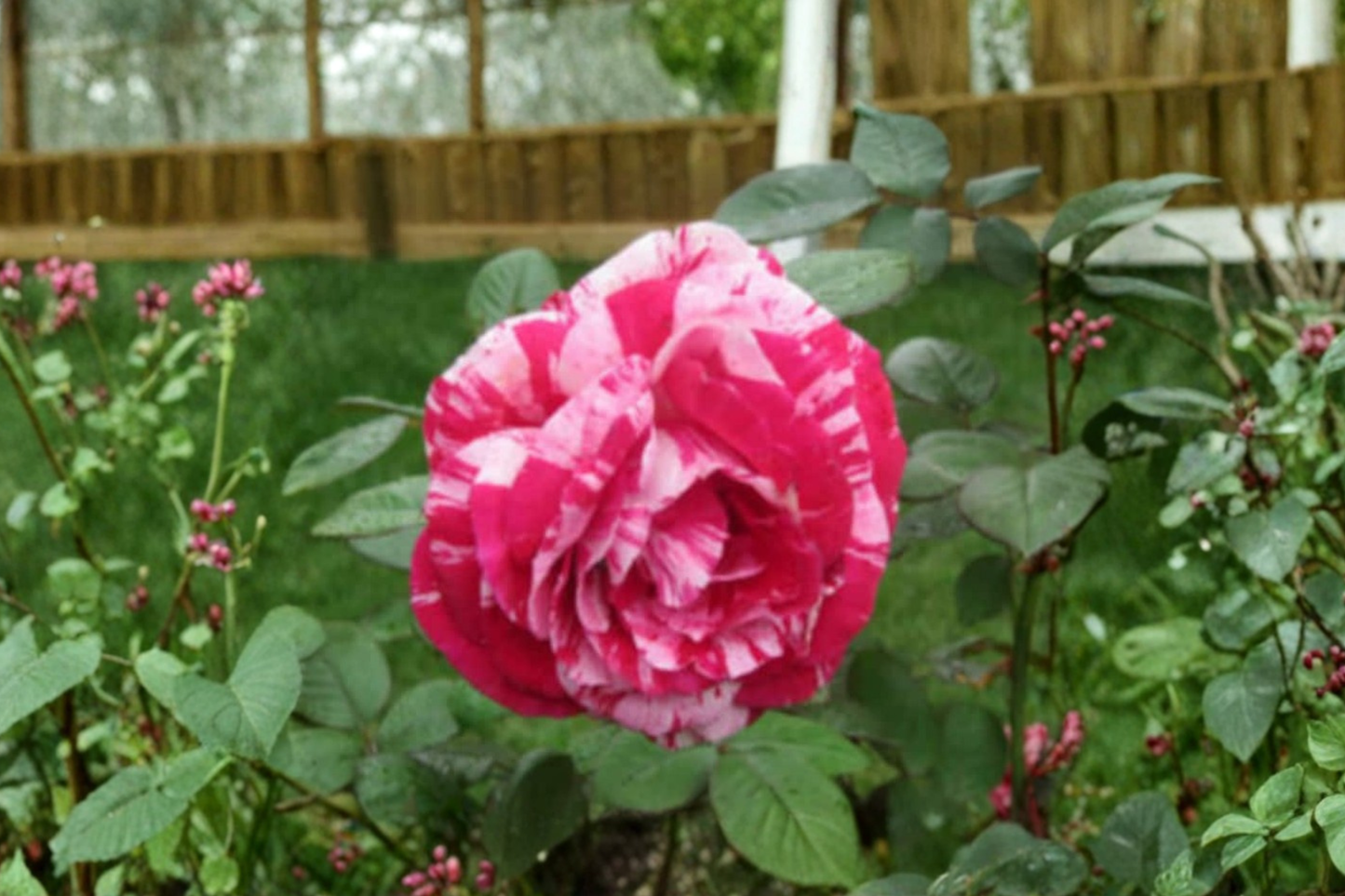 Pink Dragon Rose Seeds Rare Fragrant Rose Flower Seeds for Planting Ornamental Garden Bush Pack of 30 Seeds
