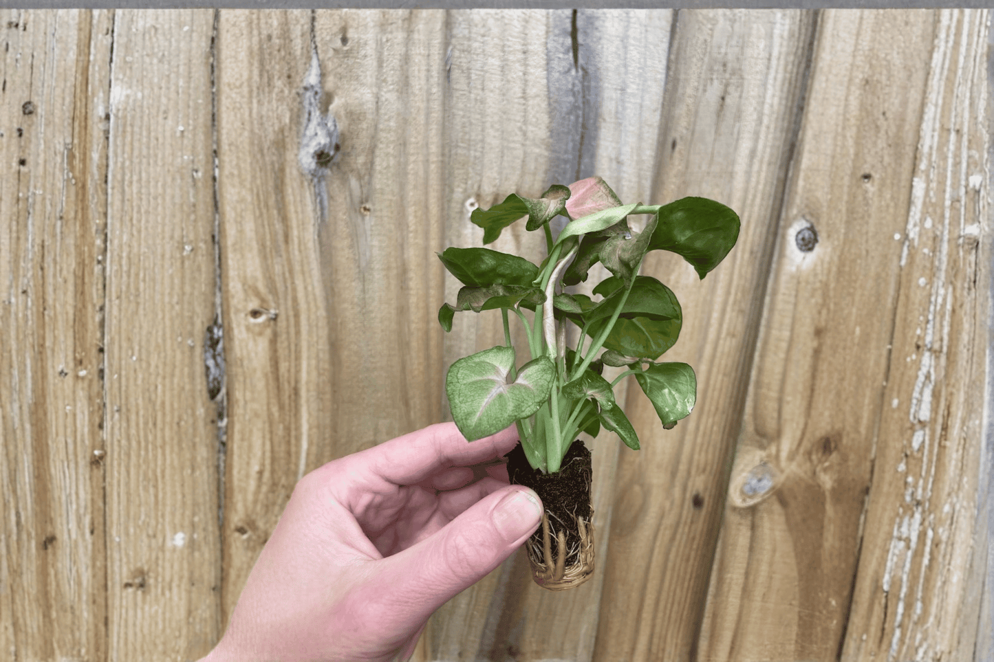2 Syngonium 'Strawberry Cream' Live Starter Plants – Bare Root Arrowhead Houseplants