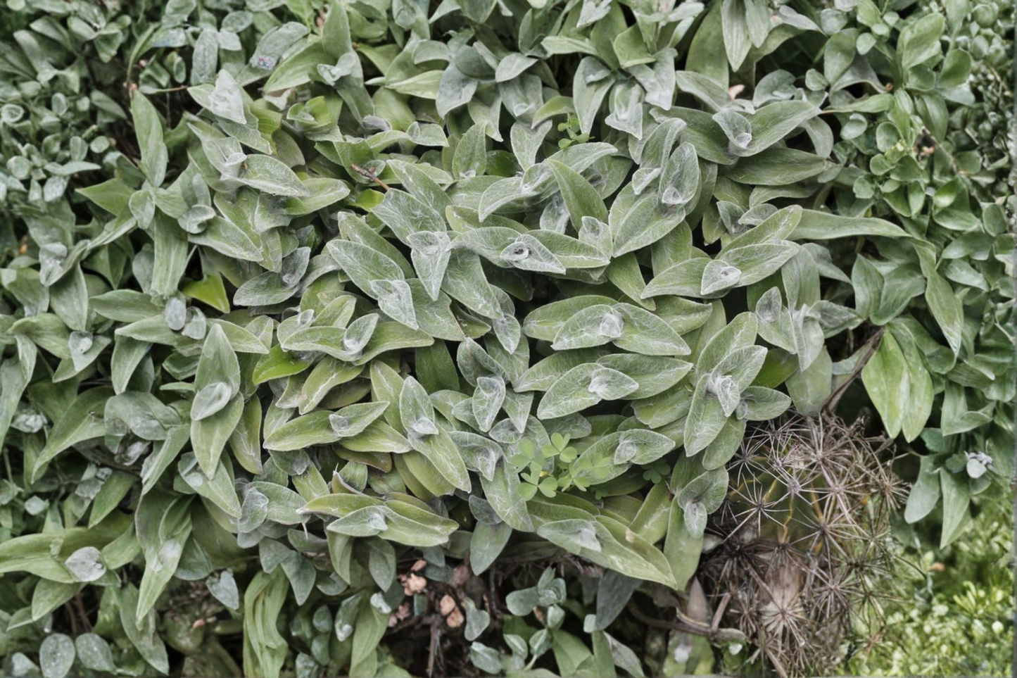 White Velvet Tradescantia Sillamontana Live Plant – Rooted 3 Inch Pot – Tradescantia sillamontana