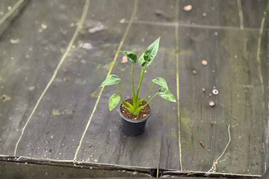Alocasia Tiny Dancer Live Plant 4 Inch Rooted Tropical Houseplant Indoor Elephant Ear Starter Plant Gift