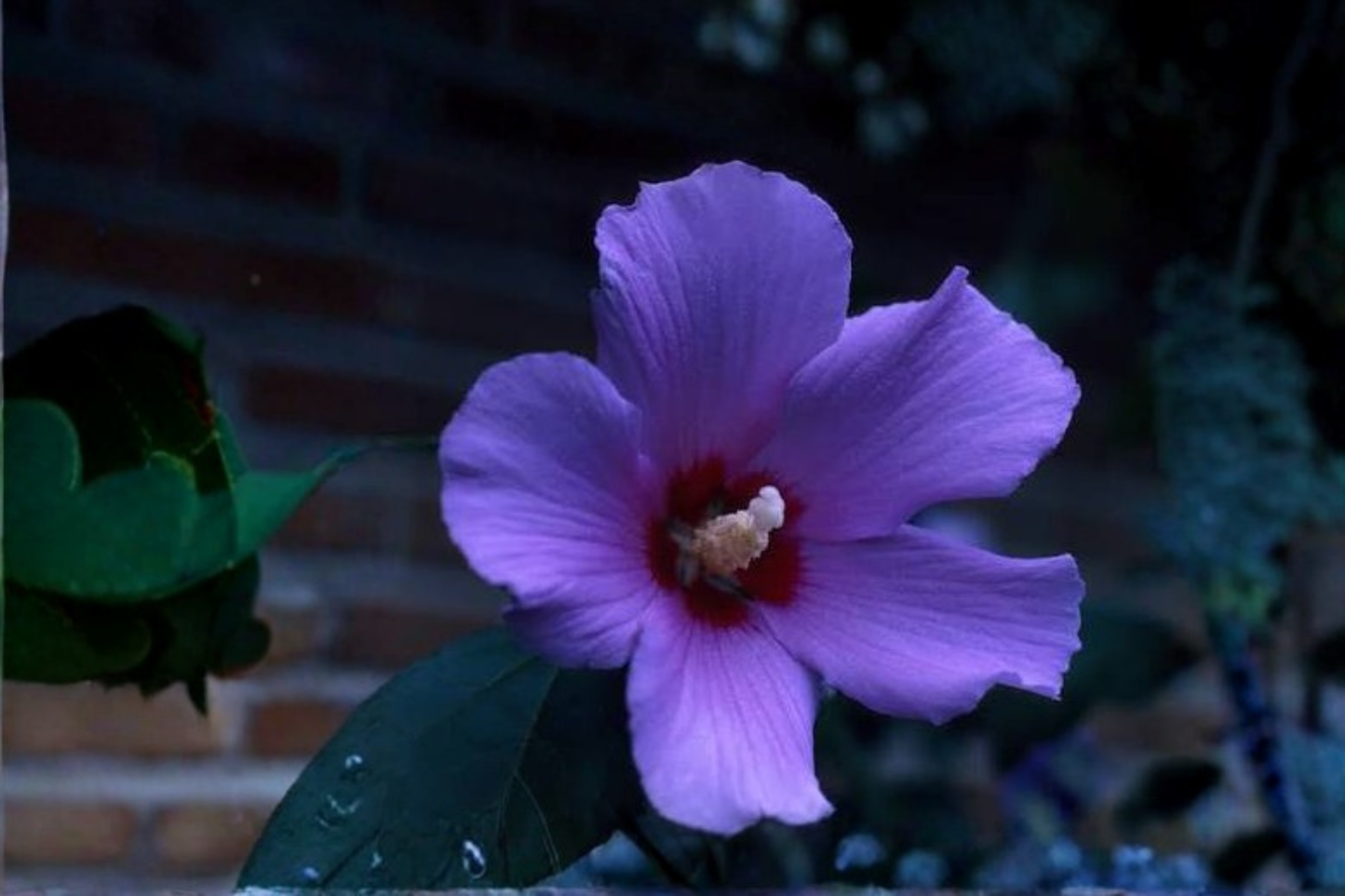 2 Rose of Sharon Hibiscus Live Rooted Plants – Hibiscus syriacus Starter Shrubs