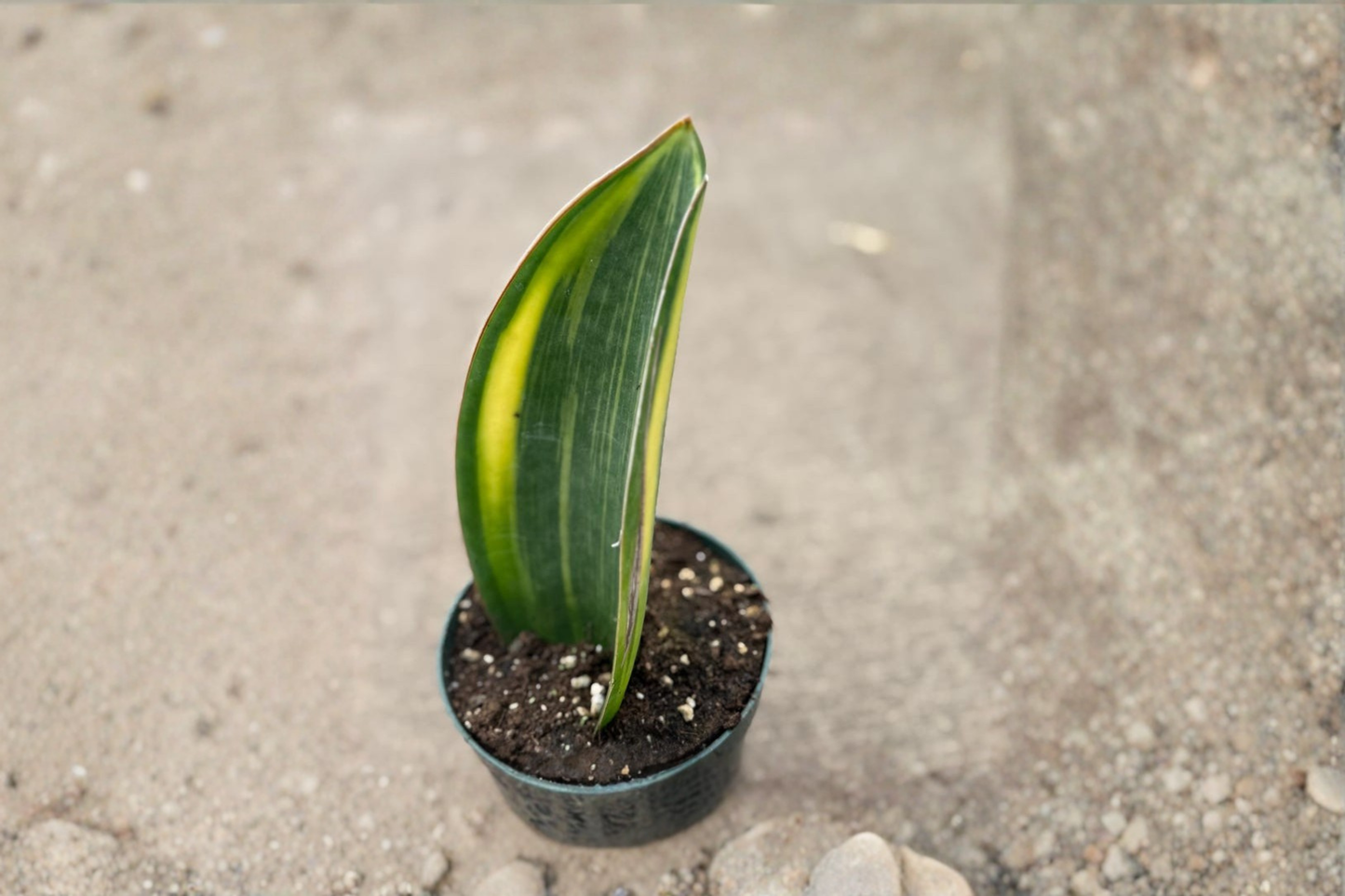 Variegated Whale Fin Snake Plant Live Plant Sansevieria in 4 Inch Pot