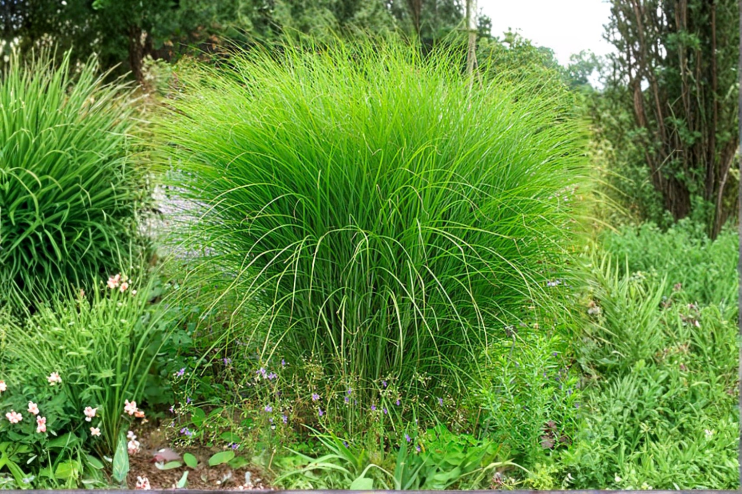 Miscanthus 'Gracillimus' Live Starter Plant in 2.5 x 3.5-Inch Pot – Maiden Grass – Miscanthus sinensis 'Gracillimus'