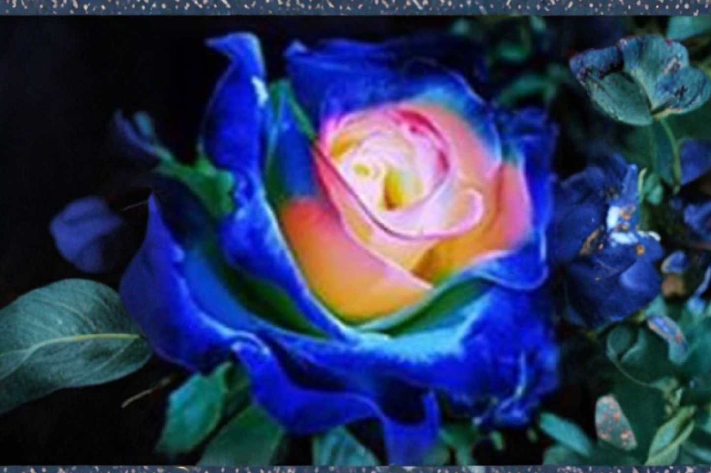 Blue and Yellow English Rose Seeds Rare Flower Bush 30 Seeds Ornamental Garden Rose for Outdoor Planting