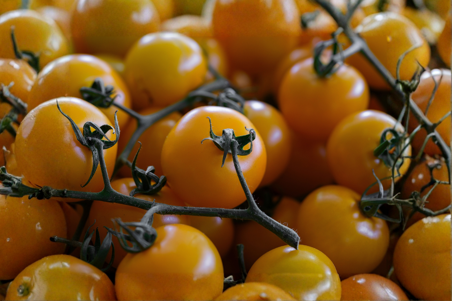 2 Sun Sugar Yellow Tomato Live Plants 6–10 Inches Tall – 60+ Days Old (Solanum lycopersicum)