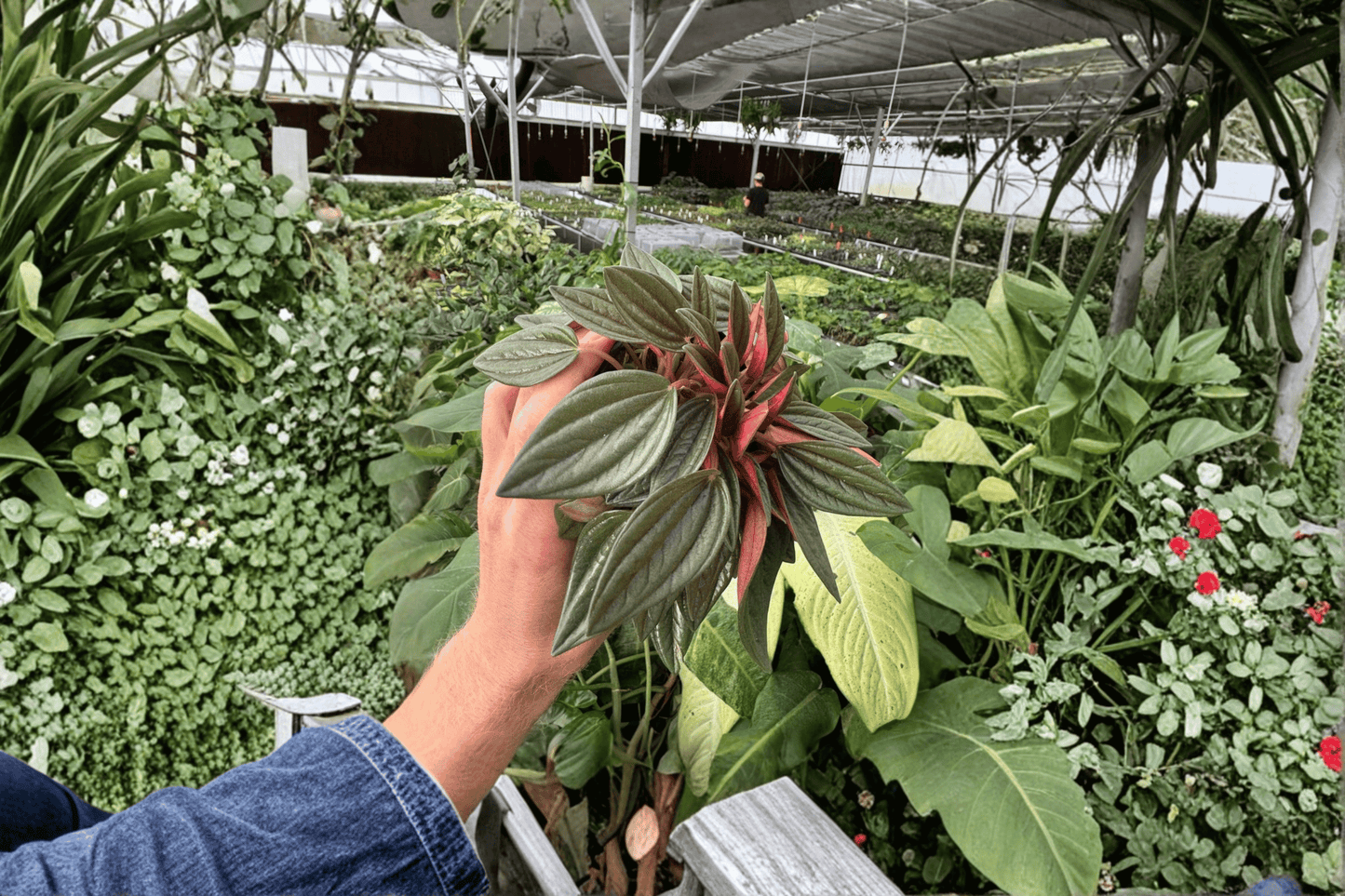 Peperomia Rosso 2 Live Plants – 4-Inch Pots – Peperomia caperata ‘Rosso’