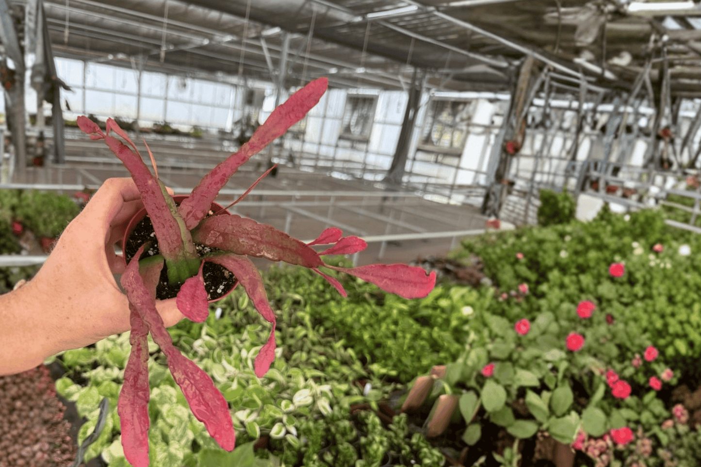 2 Epiphyllum 'Red Tip' Live Plants – 4-Inch Pots – Epiphyllum 'Red Tip'