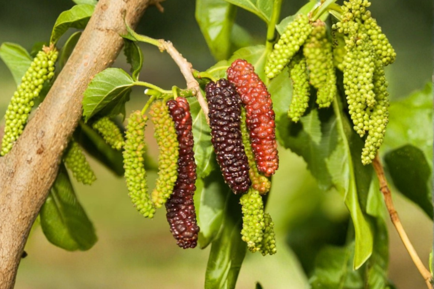 Pakistan Mulberry Tree Live Plant 1 Gallon Potted 2ft Tall Mulberry Fruit Tree Ready to Grow Garden Plant