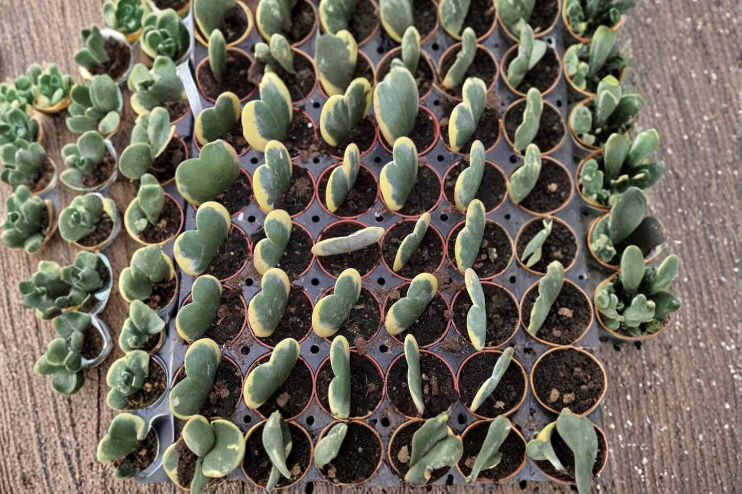 Hoya Kerrii Variegated Live Plant Heart Hoya 2 Inch Pot Rare Indoor Houseplant Starter Plant Gift