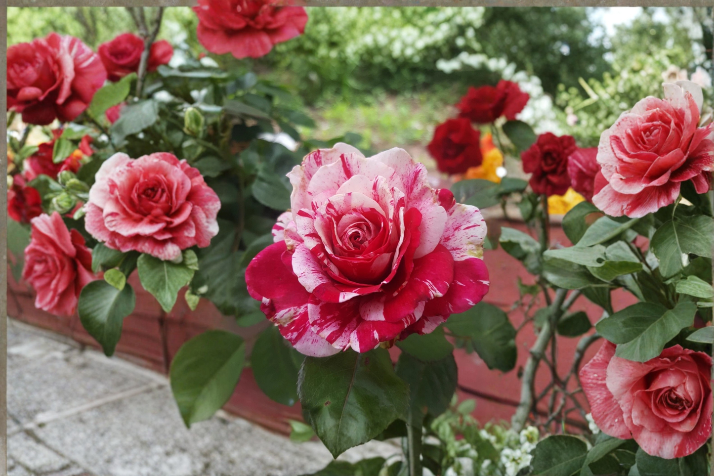 Scentimental Floribunda Rose Live Plant 3 Gal Bush, Large Double Bloom Rose for Garden, Fragrant Outdoor Flowering Plant