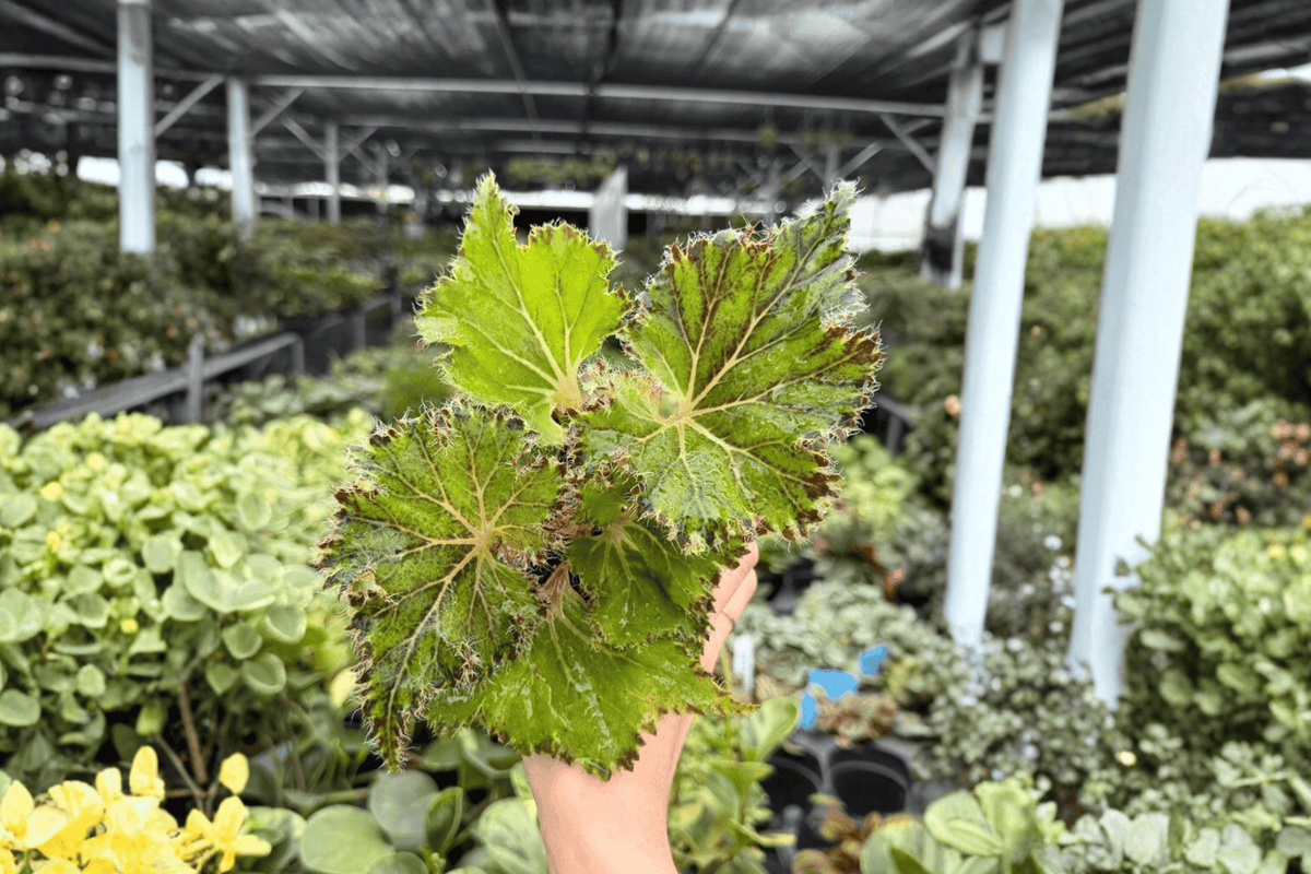 Begonia Oliver Twist 2 Exact Live Plants – 4-Inch Pots – Begonia 'Oliver Twist'