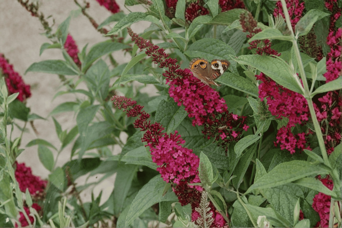 Miss Molly Butterfly Bush 1 Live Plant – Buddleja ‘Miss Molly’ – 3 Gallon Pot
