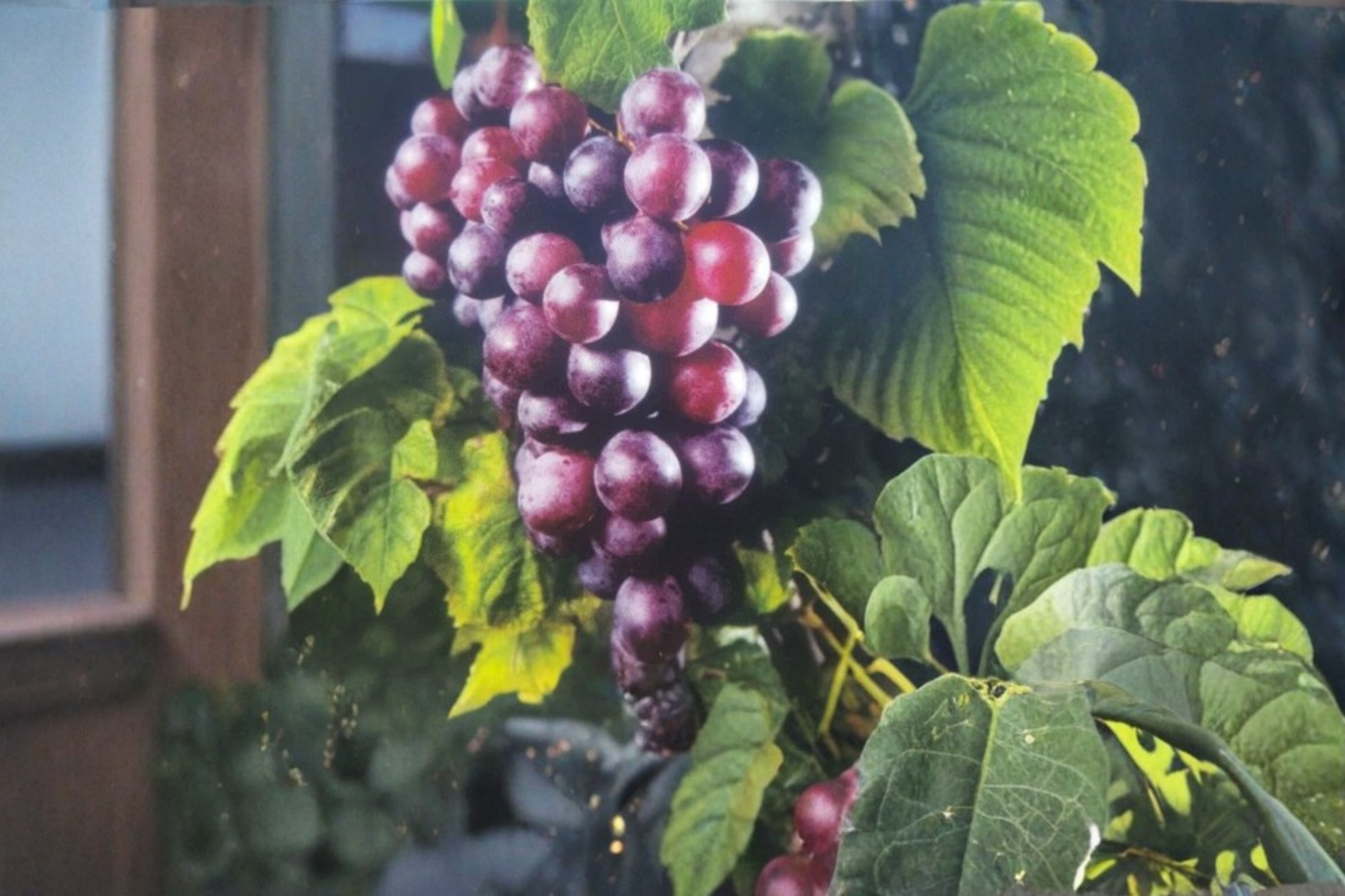 Black Southland Muscadine Grape Vine 2 Gallon Live Plant, Fruit Grape Vine for Garden Trellis Outdoor