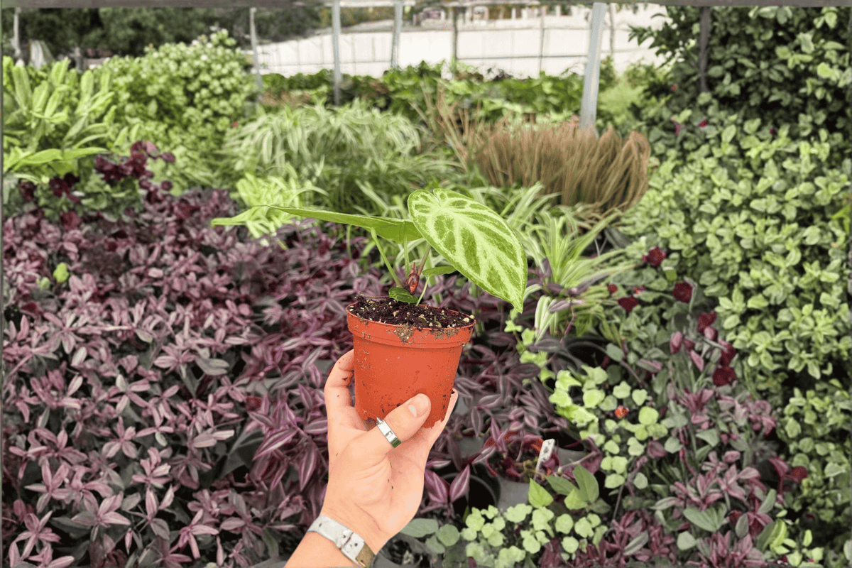 Anthurium Silver x Ferrari 2 Exact Live Plants – 4-Inch Pots