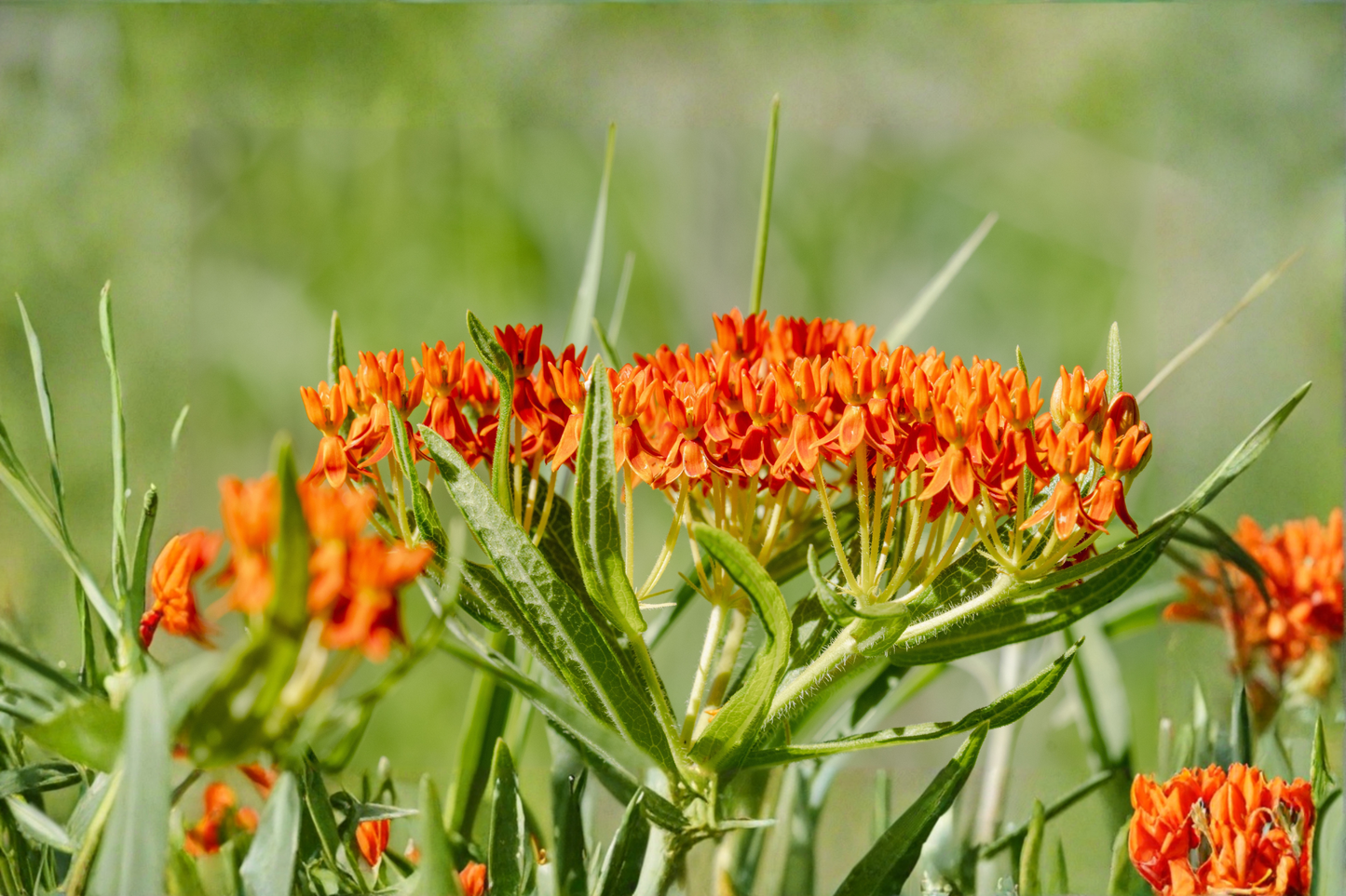 Asclepias Tuberosa Live Plants 3 Rooted Starters 1 Qt Pots Butterfly Weed Orange Flower Native Perennial Garden
