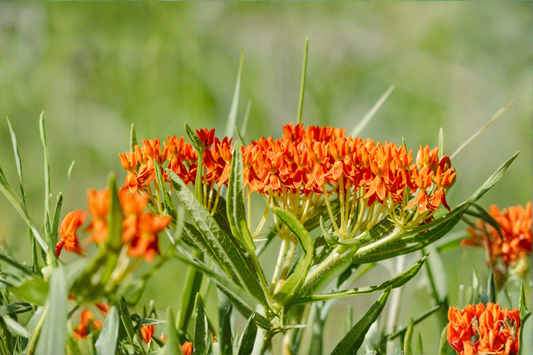 Asclepias Tuberosa Live Plants 3 Rooted Starters 1 Qt Pots Butterfly Weed Orange Flower Native Perennial Garden