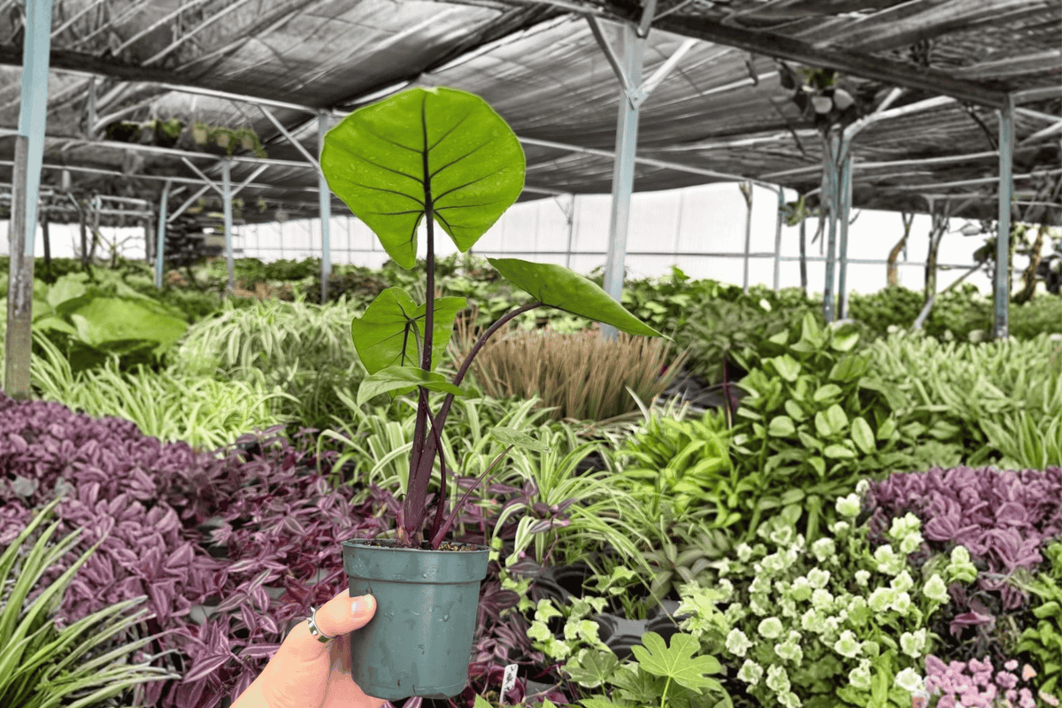 Alocasia Dark Star 2 Exact Live Plants – Specific 4-Inch Pots – Alocasia ‘Dark Star’