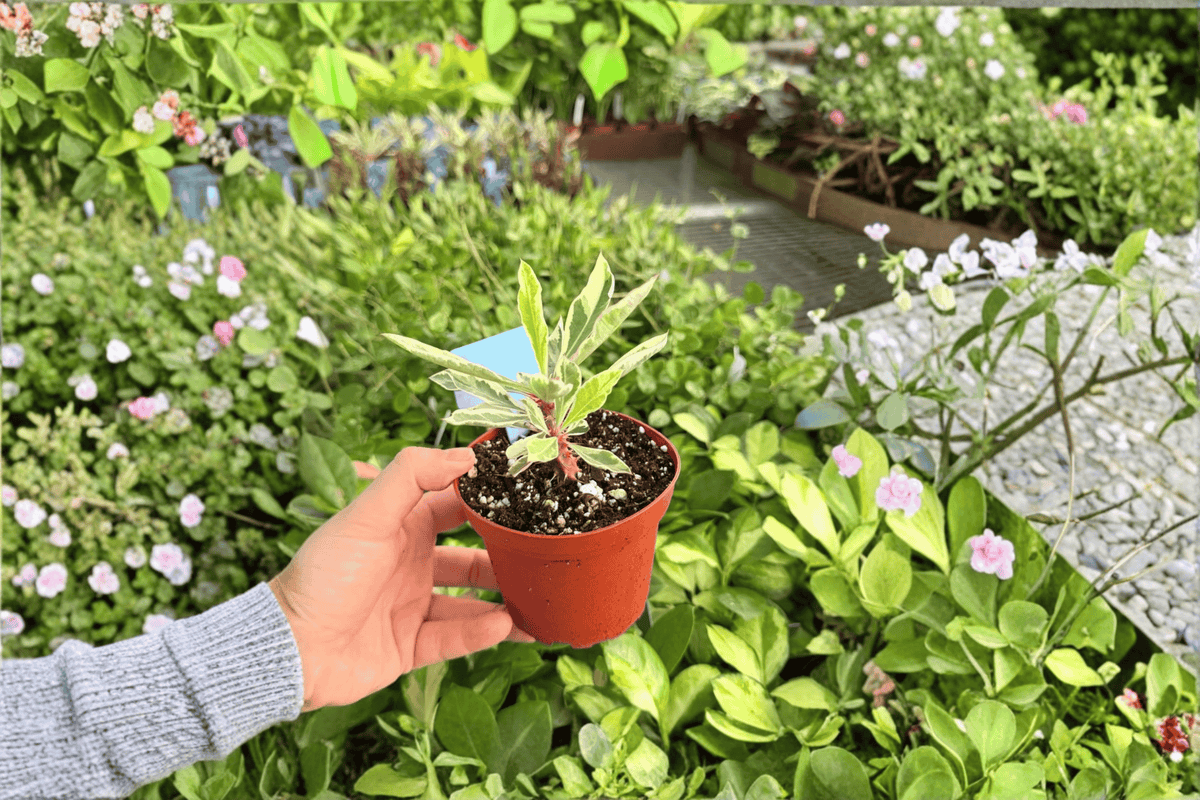 Variegated Crown of Thorns 2 Live Plants – 4-Inch Pots – Euphorbia milii