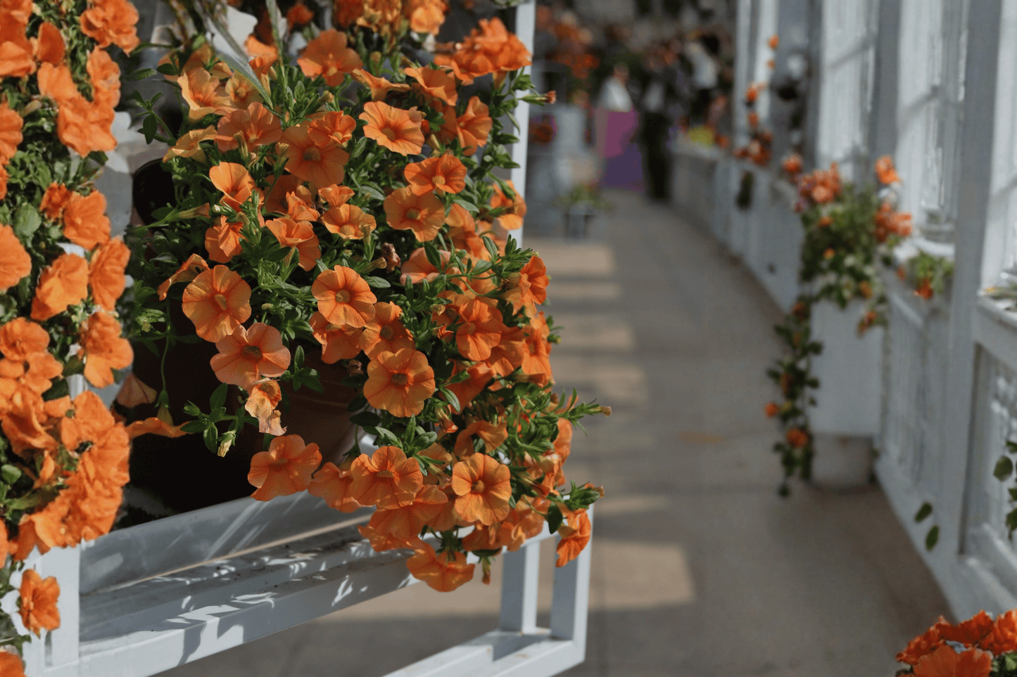 Lia Melon Million Bells 1 Live Plant – 4-Inch Pot – Calibrachoa hybrida
