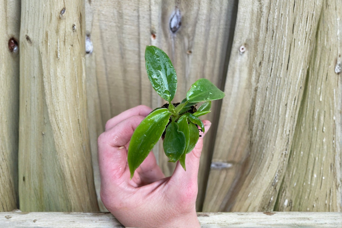 Philodendron Squamiferum 2 Live Starter Plants – Philodendron squamiferum