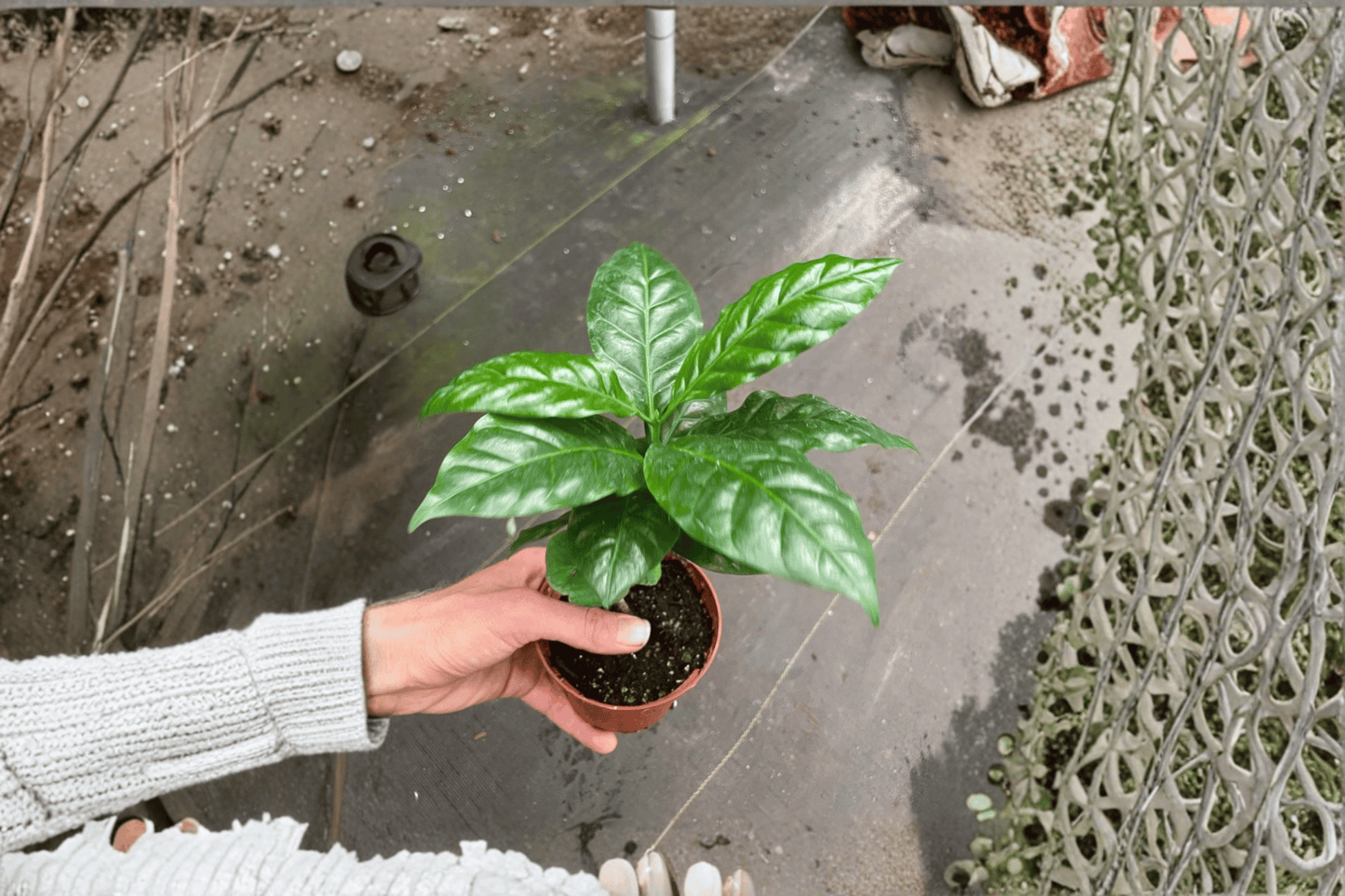 Arabica Coffee Live Plant – 2 Plants Bare Root – Coffea arabica – Originally Grown in 4" Pot