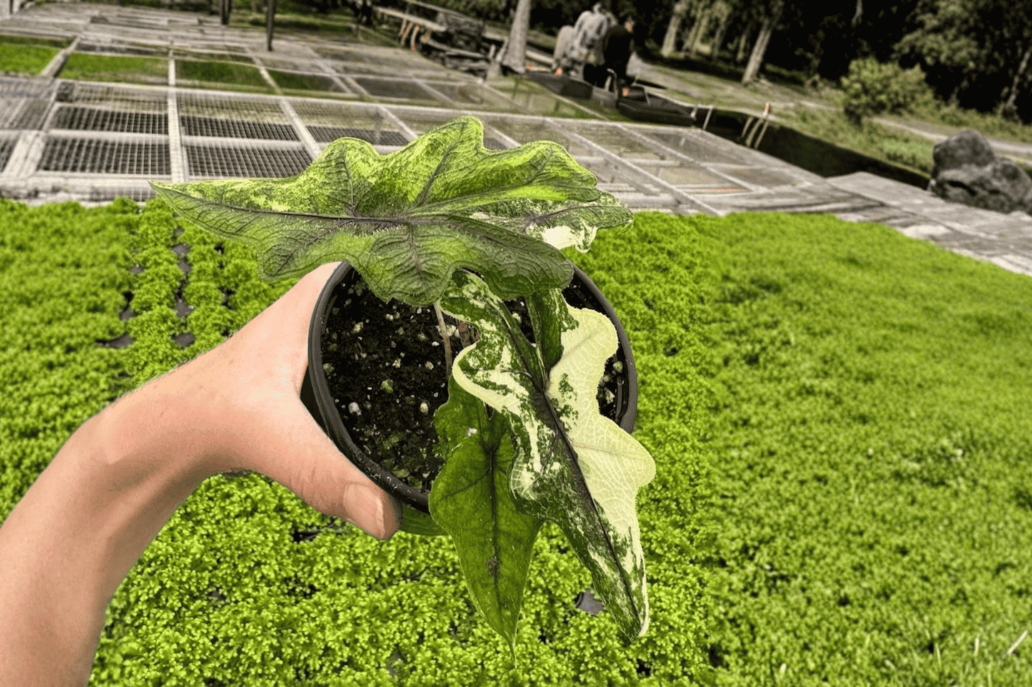 2 Alocasia 'Jacklyn Aurea' Tissue Culture Plants