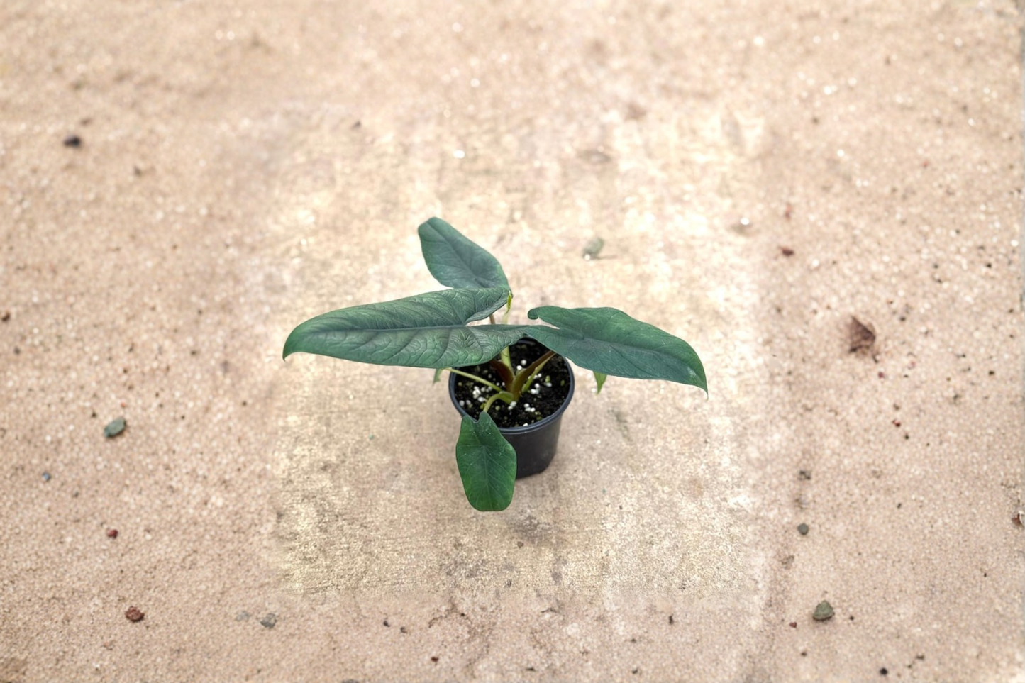 Alocasia Scalprum Live Plant 4 Inch Pot Rare Alocasia Indoor Houseplant Rooted Starter