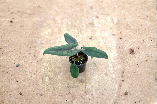 Alocasia Scalprum Live Plant 4 Inch Pot Rare Alocasia Indoor Houseplant Rooted Starter