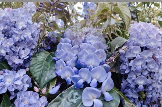 Blue Moon Wisteria Live Plant 6–14 Inches Tall – Fast-Growing Perennial Vine (Wisteria macrostachya 'Blue Moon')