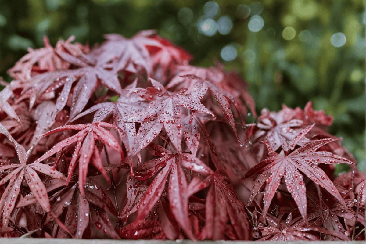 Samurai Sword Japanese Maple – 1 Live Tree, 3-Gallon Pot – Acer palmatum ‘Samurai Sword’