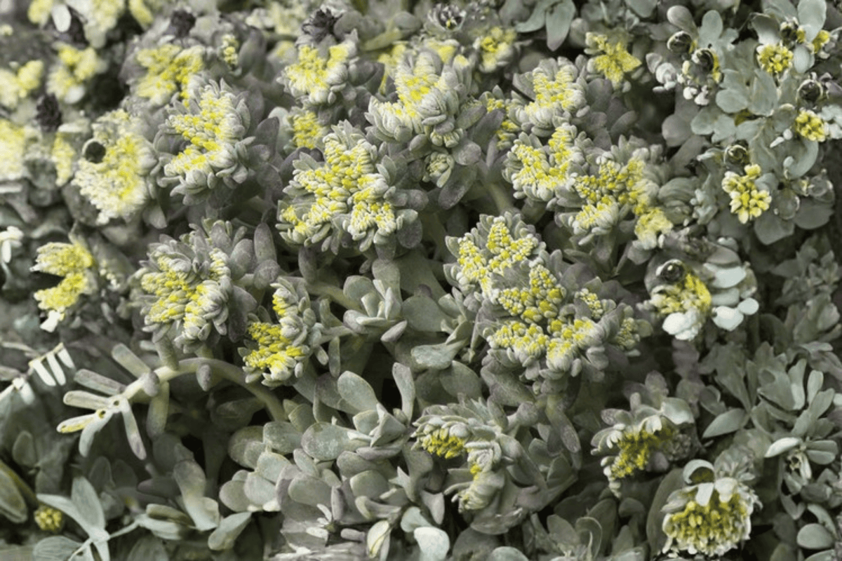 Cape Blanco Stonecrop 1 Live Plant – 4-Inch Pot – Sedum spathulifolium ‘Cape Blanco’