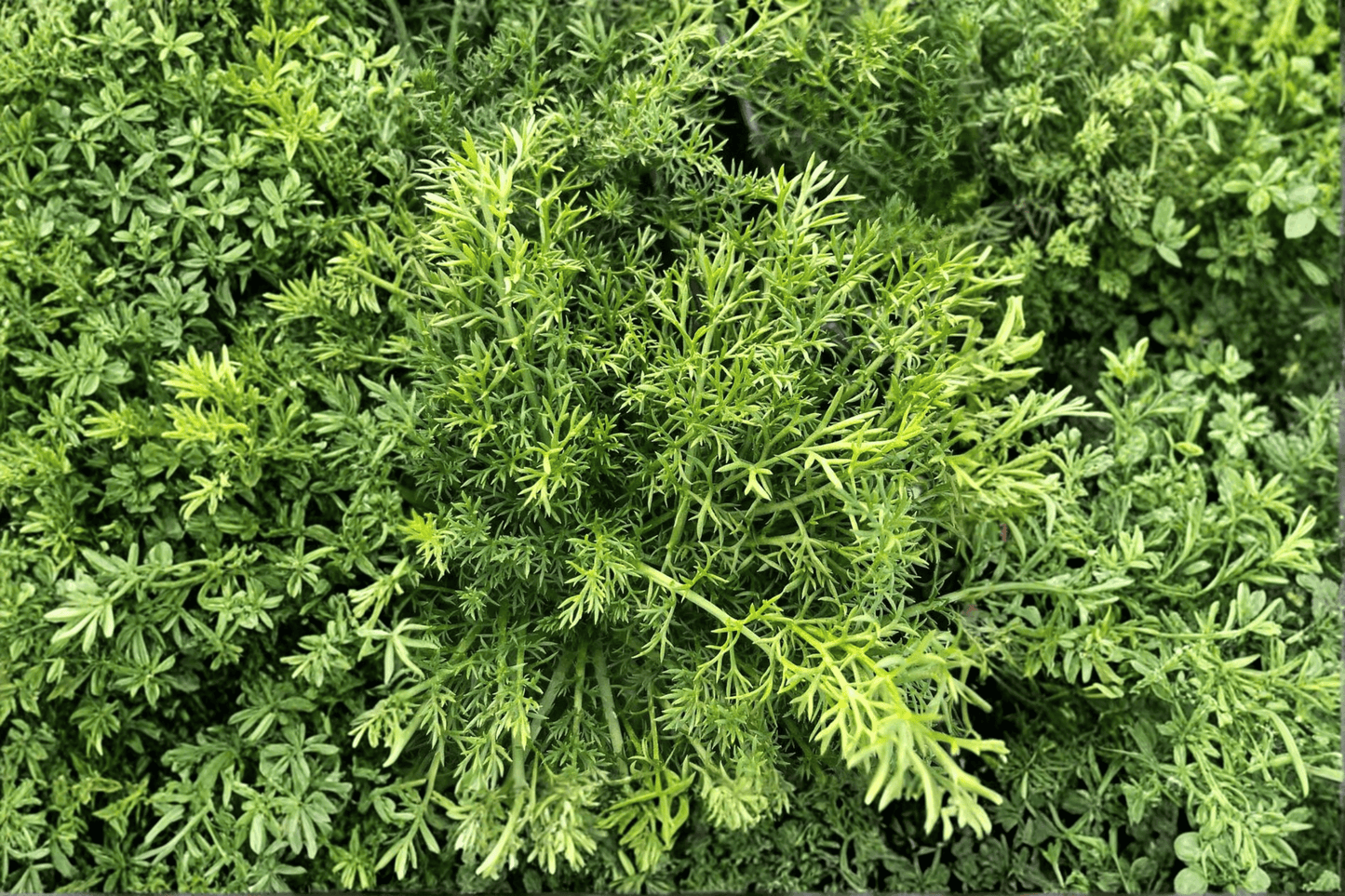 Treneague Non-Flowering Chamomile 1 Live Plant – 4-Inch Pot – Chamaemelum nobile ‘Treneague’